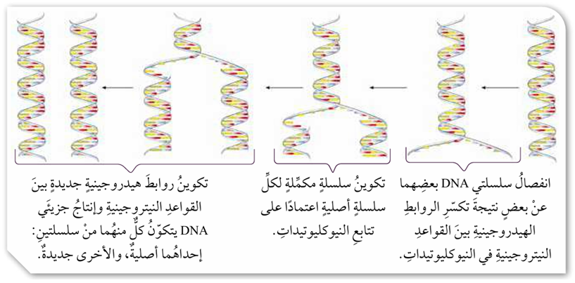 تضاعف DNA